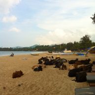 Goa: cows on the beach